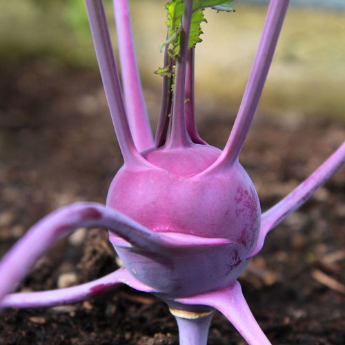 KOHLRABI PURPLE DELICACY seed image