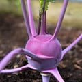 KOHLRABI PURPLE DELICACY seed image