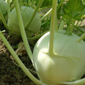 KOHLRABI SUPERSCHMELZ seed image