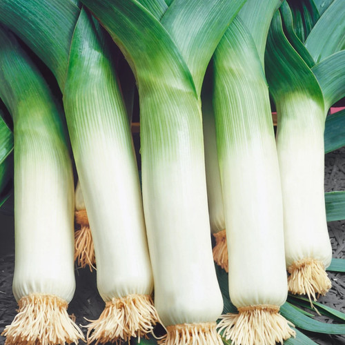 LEEK GIANT WINTER' seed image