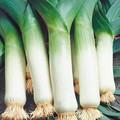 LEEK GIANT WINTER' seed image