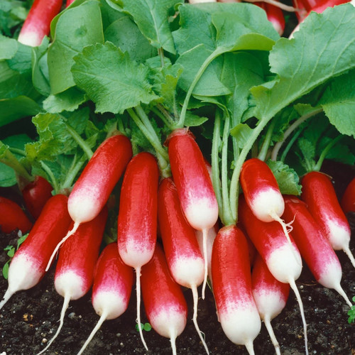 RADISH FRENCH BREAKFAST seed image