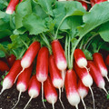 RADISH FRENCH BREAKFAST seed image