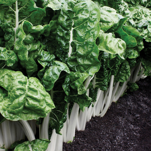 SWISS CHARD FORDHOOK GIANT seed image