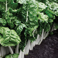 SWISS CHARD FORDHOOK GIANT seed image