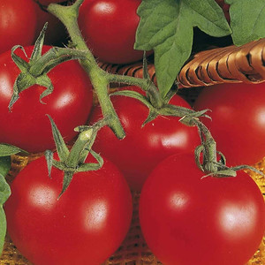 Delicious Tomato 10 WORLD RECORDER! seeds 