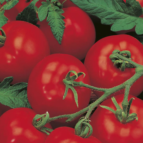 TOMATO ALICANTE seed image