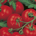 TOMATO ALICANTE seed image