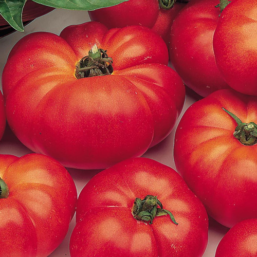 TOMATO MARMANDE seed image