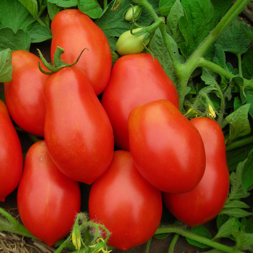 TOMATO ROMA VF seed image