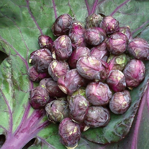 BRUSSELS SPROUT RED BALL seed image