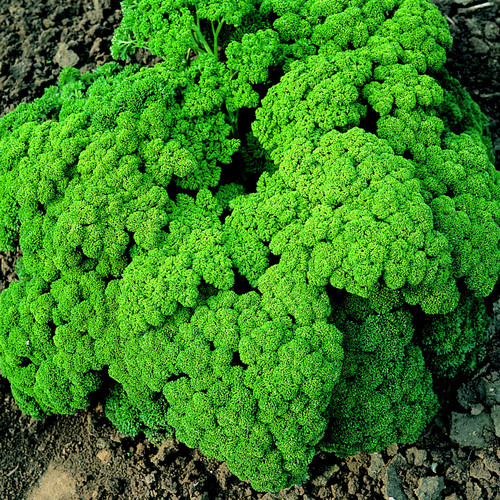 HERB PARSLEY CHAMPION MOSS CURLED seed image