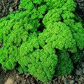 HERB PARSLEY CHAMPION MOSS CURLED seed image