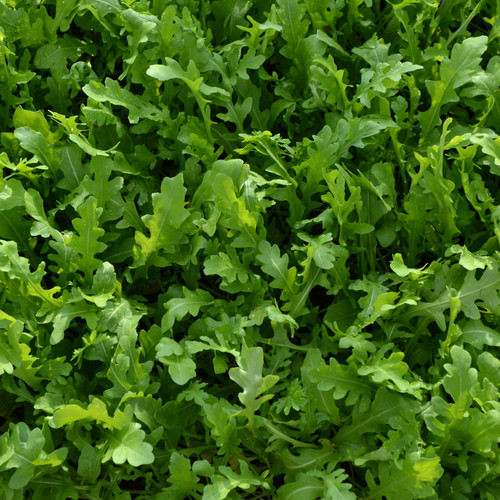 HERB ROCKET UBER seed image