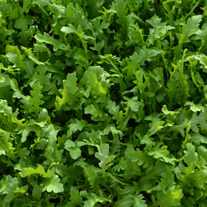 HERB ROCKET UBER seed image