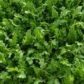 HERB ROCKET UBER seed image