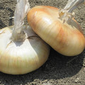 ONION BORETTANA seed image