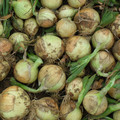 ONION ELEMENT F1 seed image