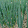 ONION ENTITA seed image
