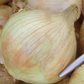 ONION GLOBO seed image