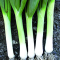 ONION TIPIKA seed image