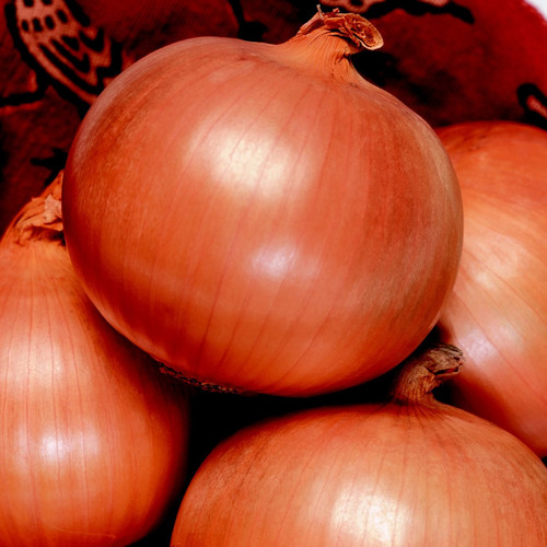 ONION TOUGHBALL F1 seed image