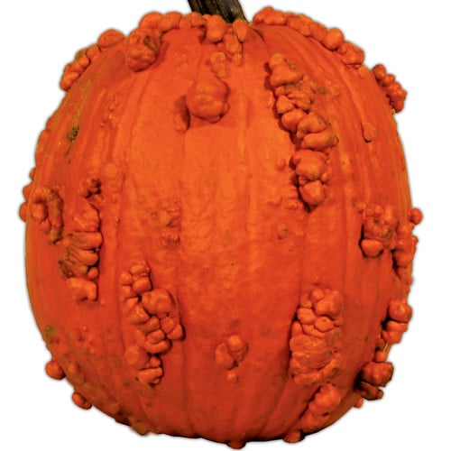PUMPKIN KNUCKLE HEAD F1 seed image