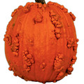 PUMPKIN KNUCKLE HEAD F1 seed image