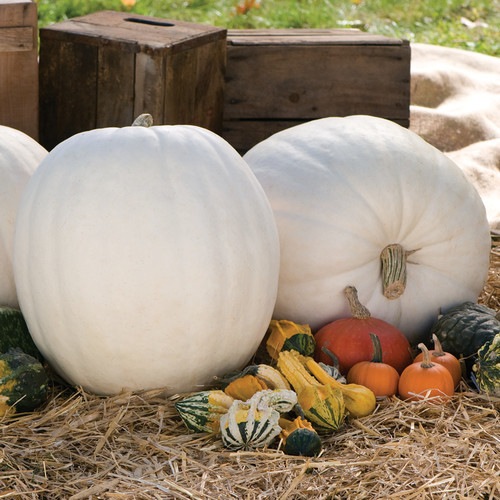 PUMPKIN POLAR BEAR F1 seed image