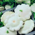 SQUASH (SUMMER) MOONBEAM F1 seed image
