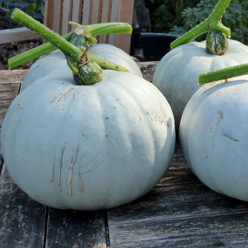 SQUASH (WINTER) CROWN PRINCE F1 seed image