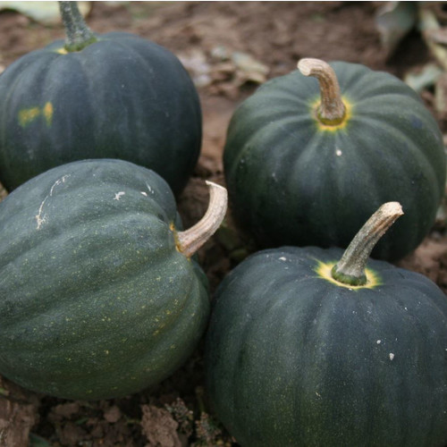 SQUASH (WINTER) TABLE STAR F1 seed image