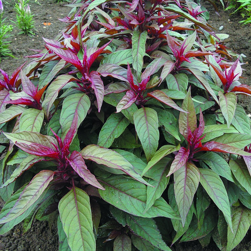 CELOSIA SPICATA 'FLAMINGO PURPLE' seed image