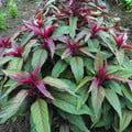CELOSIA SPICATA 'FLAMINGO PURPLE' seed image