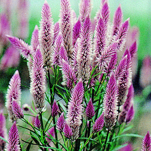 CELOSIA SPICATA 'FLAMINGO FEATHER' seed image