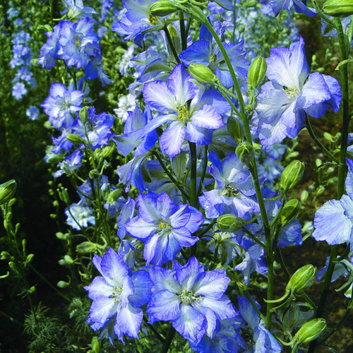 DELPHINIUM CONSOLIDA 'FROSTED SKIES' seed image