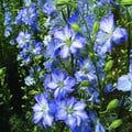 DELPHINIUM CONSOLIDA 'FROSTED SKIES' seed image