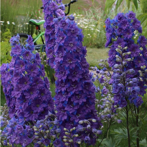 DELPHINIUM CONSOLIDA 'LIMELIGHT DARK BLUE' seed image