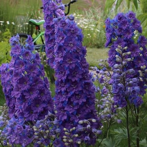DELPHINIUM CONSOLIDA 'LIMELIGHT DARK BLUE' seed image