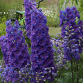 DELPHINIUM CONSOLIDA 'LIMELIGHT DARK BLUE' seed image