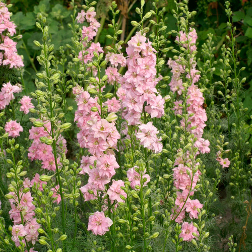 DELPHINIUM CONSOLIDA 'LIMELIGHT LIGHT PINK' seed image