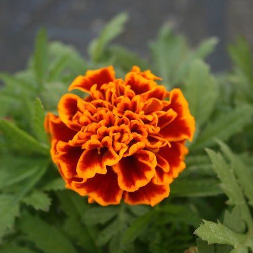 MARIGOLD HONEYCOMB GLOWING EMBERS seed image