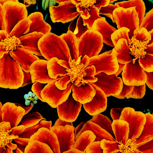 MARIGOLD 'DURANGO FLAME' seed image
