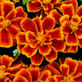 MARIGOLD 'DURANGO FLAME' seed image
