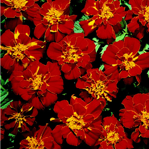 Red marigold discount