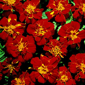 MARIGOLD 'SAFARI RED' seed image