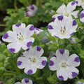 NEMOPHILA MACULATA FIVE SPOT seed image