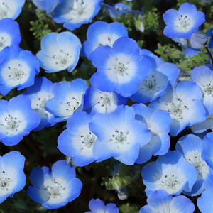 NEMOPHILA MENZIIESII 'BABY BLUE EYES' seed image