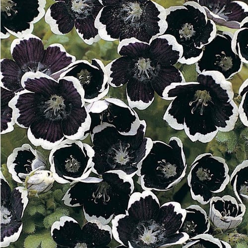 NEMOPHILA MENZIESII 'PENNY BLACK' seed image