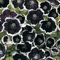NEMOPHILA MENZIESII 'PENNY BLACK' seed image